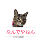 ルナタカスタンプ（個別スタンプ：1）