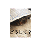ルナタカスタンプ（個別スタンプ：9）