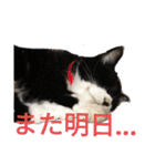 ルナタカスタンプ（個別スタンプ：10）