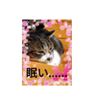 ルナタカスタンプ（個別スタンプ：36）