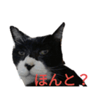 ルナタカスタンプ（個別スタンプ：39）