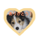 愛犬スタンプ、ミニチュア＆シェルティ（個別スタンプ：3）