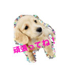愛犬スタンプ、ミニチュア＆シェルティ（個別スタンプ：6）