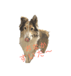 愛犬スタンプ、ミニチュア＆シェルティ（個別スタンプ：7）