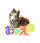 愛犬スタンプ、ミニチュア＆シェルティ（個別スタンプ：15）