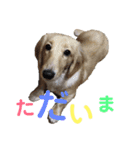 愛犬スタンプ、ミニチュア＆シェルティ（個別スタンプ：16）