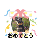 シュナウザー♡ベル（個別スタンプ：8）