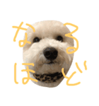 メルくんスタンプ（個別スタンプ：7）