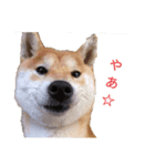 柴犬スタ（個別スタンプ：1）