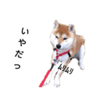 柴犬スタ（個別スタンプ：3）