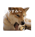 柴犬スタ（個別スタンプ：4）