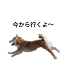 柴犬スタ（個別スタンプ：5）