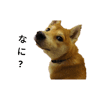 柴犬スタ（個別スタンプ：6）