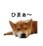 柴犬スタ（個別スタンプ：7）
