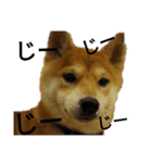 柴犬スタ（個別スタンプ：8）