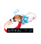 わたしの愛犬ʚ❤︎ɞ（個別スタンプ：2）
