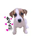 わたしの愛犬ʚ❤︎ɞ（個別スタンプ：3）
