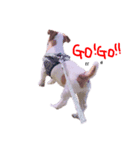 わたしの愛犬ʚ❤︎ɞ（個別スタンプ：4）