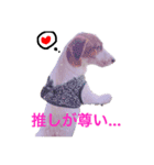 わたしの愛犬ʚ❤︎ɞ（個別スタンプ：5）