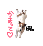 わたしの愛犬ʚ❤︎ɞ（個別スタンプ：7）