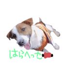 わたしの愛犬ʚ❤︎ɞ（個別スタンプ：8）