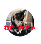 うめたんの友達なっちゃんにゃ！可愛いにゃ（個別スタンプ：8）