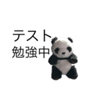 勉強パンダ（個別スタンプ：1）