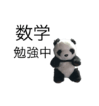 勉強パンダ（個別スタンプ：3）