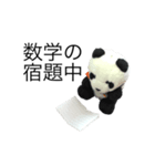 勉強パンダ（個別スタンプ：9）