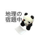勉強パンダ（個別スタンプ：12）