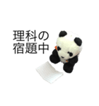 勉強パンダ（個別スタンプ：13）