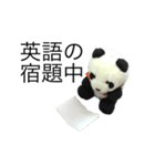 勉強パンダ（個別スタンプ：14）