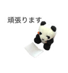 勉強パンダ（個別スタンプ：16）