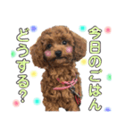 松本家のわんにゃんたち2（個別スタンプ：2）