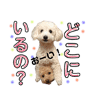 松本家のわんにゃんたち2（個別スタンプ：3）