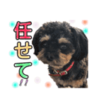 松本家のわんにゃんたち2（個別スタンプ：8）