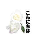 yasuおばさんの薔薇言葉2（個別スタンプ：3）