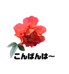 yasuおばさんの薔薇言葉2（個別スタンプ：4）