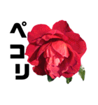 yasuおばさんの薔薇言葉2（個別スタンプ：24）