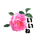 yasuおばさんの薔薇言葉2（個別スタンプ：27）
