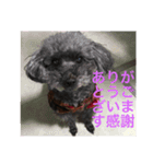 しょこぱぴ日和3（個別スタンプ：7）