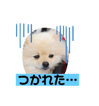 ちゃしまるスタンプ（個別スタンプ：2）