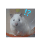 はむスたんぷ（個別スタンプ：1）