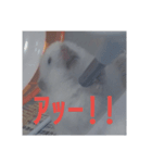 はむスたんぷ（個別スタンプ：6）