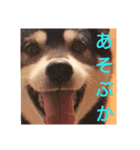はむスたんぷ（個別スタンプ：8）