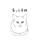白猫のシロです。（個別スタンプ：11）