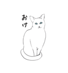 白猫のシロです。（個別スタンプ：35）