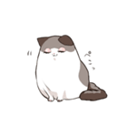 太めな猫のラグドールさん（個別スタンプ：8）