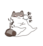 太めな猫のラグドールさん（個別スタンプ：19）