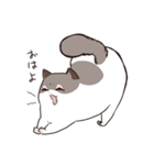 太めな猫のラグドールさん（個別スタンプ：23）